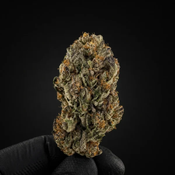 DOSI x GELATO view 2