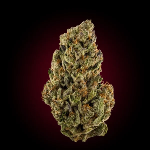 DOSI x GELATO